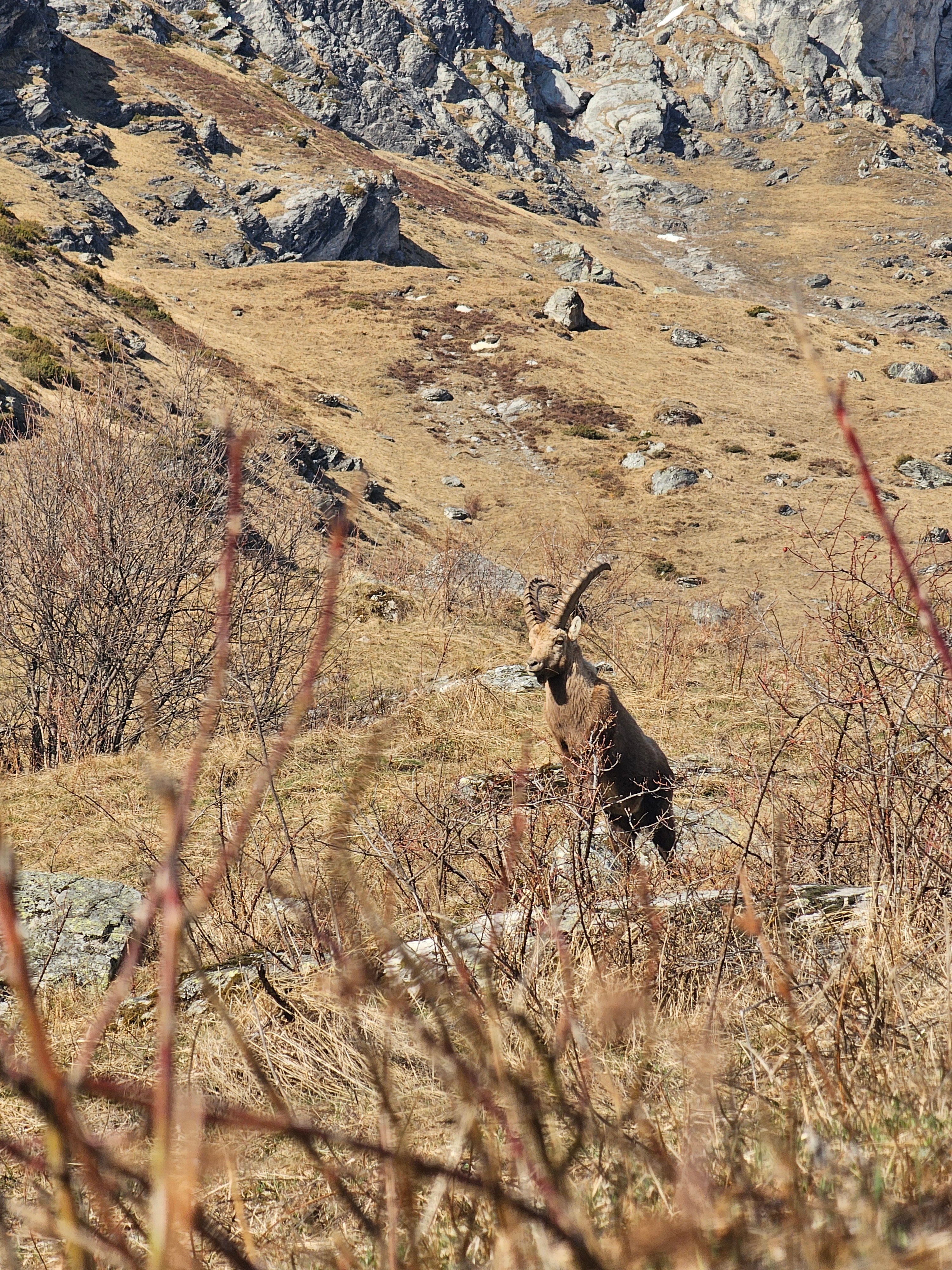 Le roi des cimes